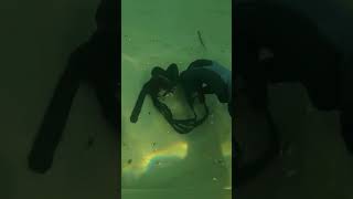 #scubadiving #treasure #underwater #fyp