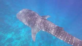 Maldives 28042022
