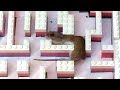 Mouse squeezing through Lego maze