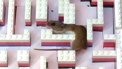 Mouse squeezing through Lego maze