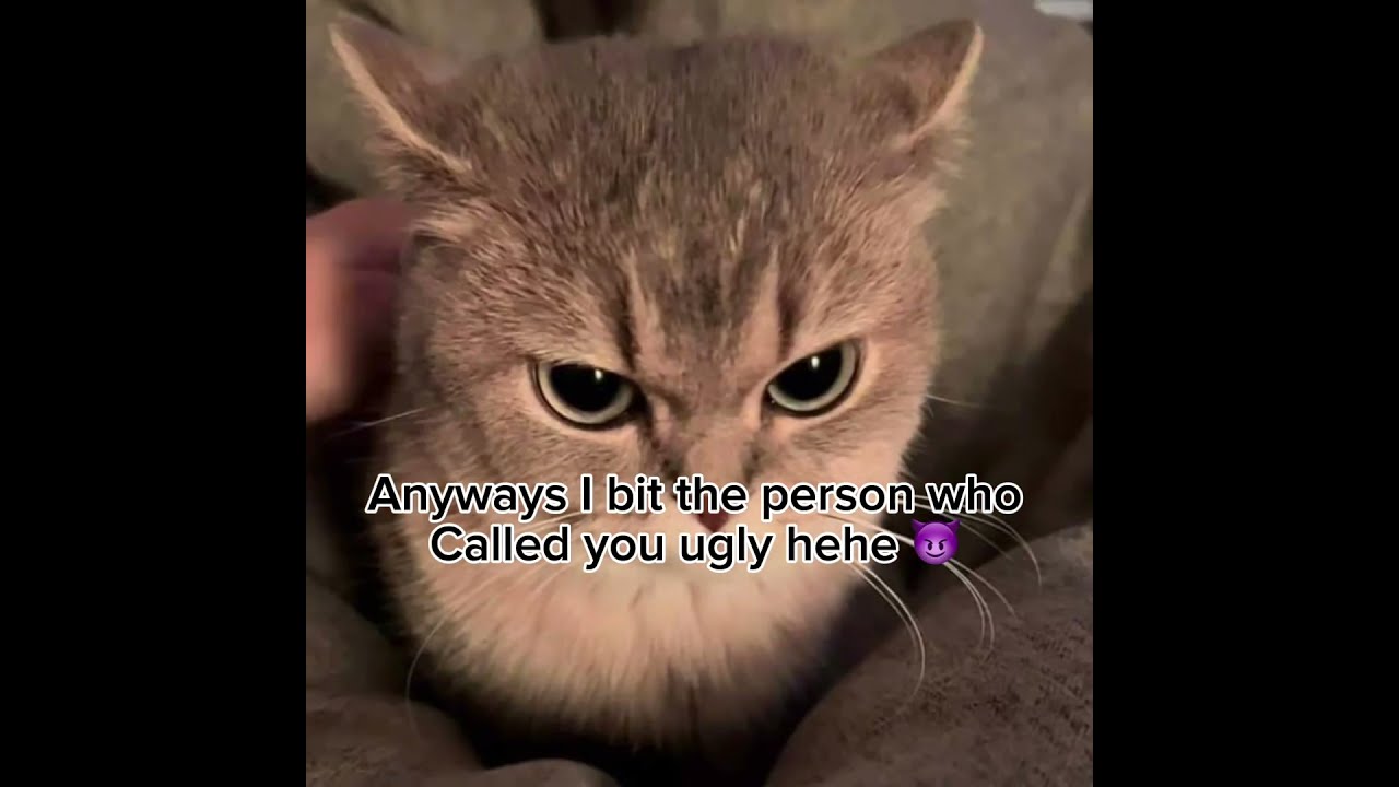 Stay If Your Ugly Part 3 Cute Cutecat Cat Kitty 