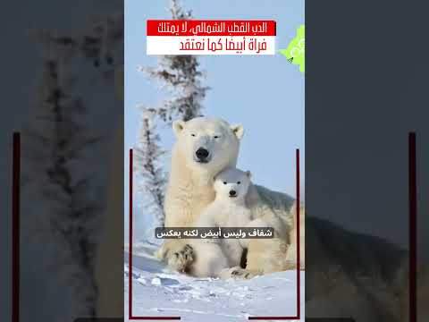 الحقيقة الصادمة فراء الدب القطبي ليس أبيض ا كما نعتقد