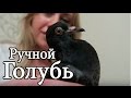 Необычный питомец || Голубь || Домашний ручной голубь Сева || Знакомство с диким голубем