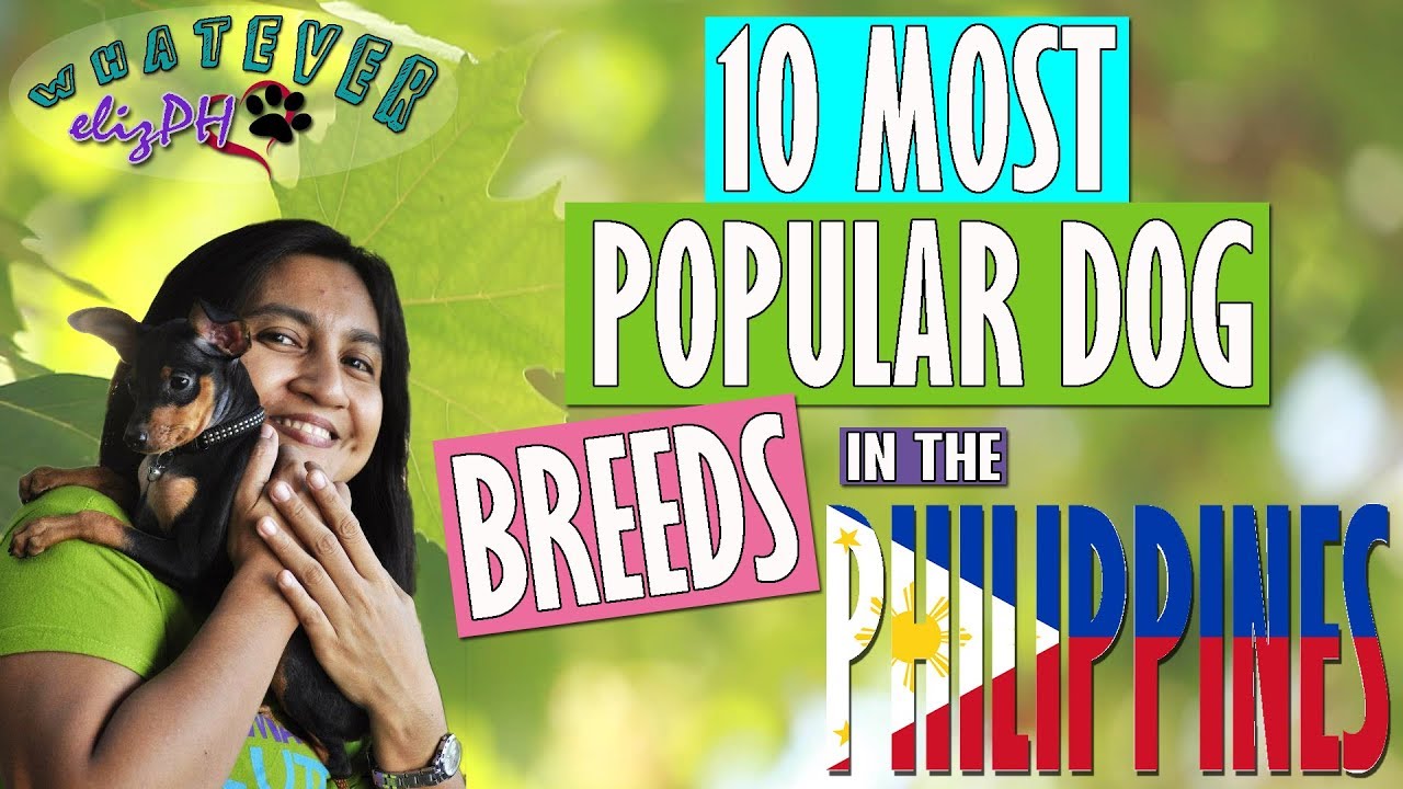 10 Most Popular Dog Breeds in the Philippines - YouTube