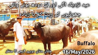 Multion mindi me pure neeli aur Ravi ki chotiyon ke rate #buffalo #punjabimundapunjabi1122/16/May/26