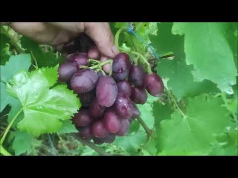 Сорта калугина описание фото отзывы видео