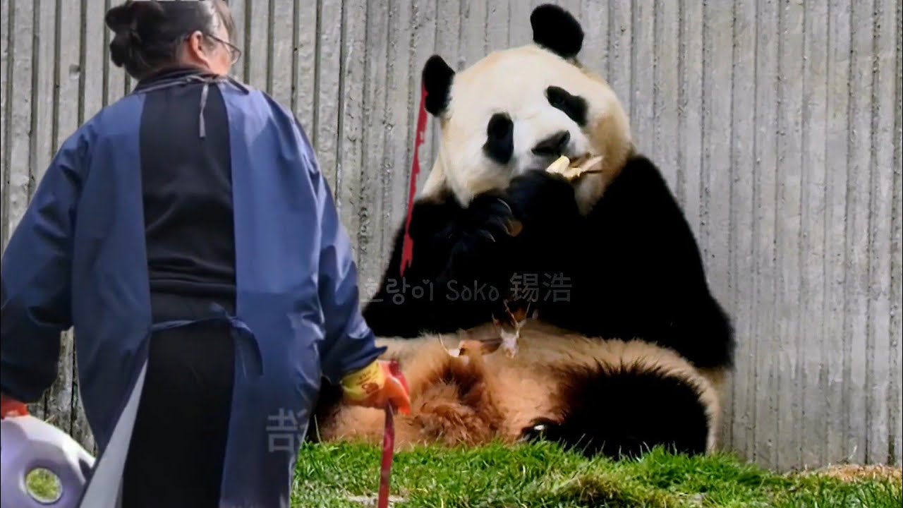 푸야가 죽순 먹는 속도에 깜짝 놀라신 판사육사님~ㅋㅋㅋ❤️ | 2월 26일 오후(푸바오 실시간) Panda Fubao