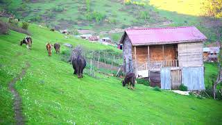 Ordu Aybastı Yayla Belgesel
