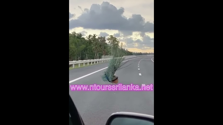 Peacock In Hambantota Highway