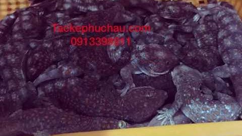 Bán tắc kè giống , tắc kè cảnh giá rẻ . 0913398911