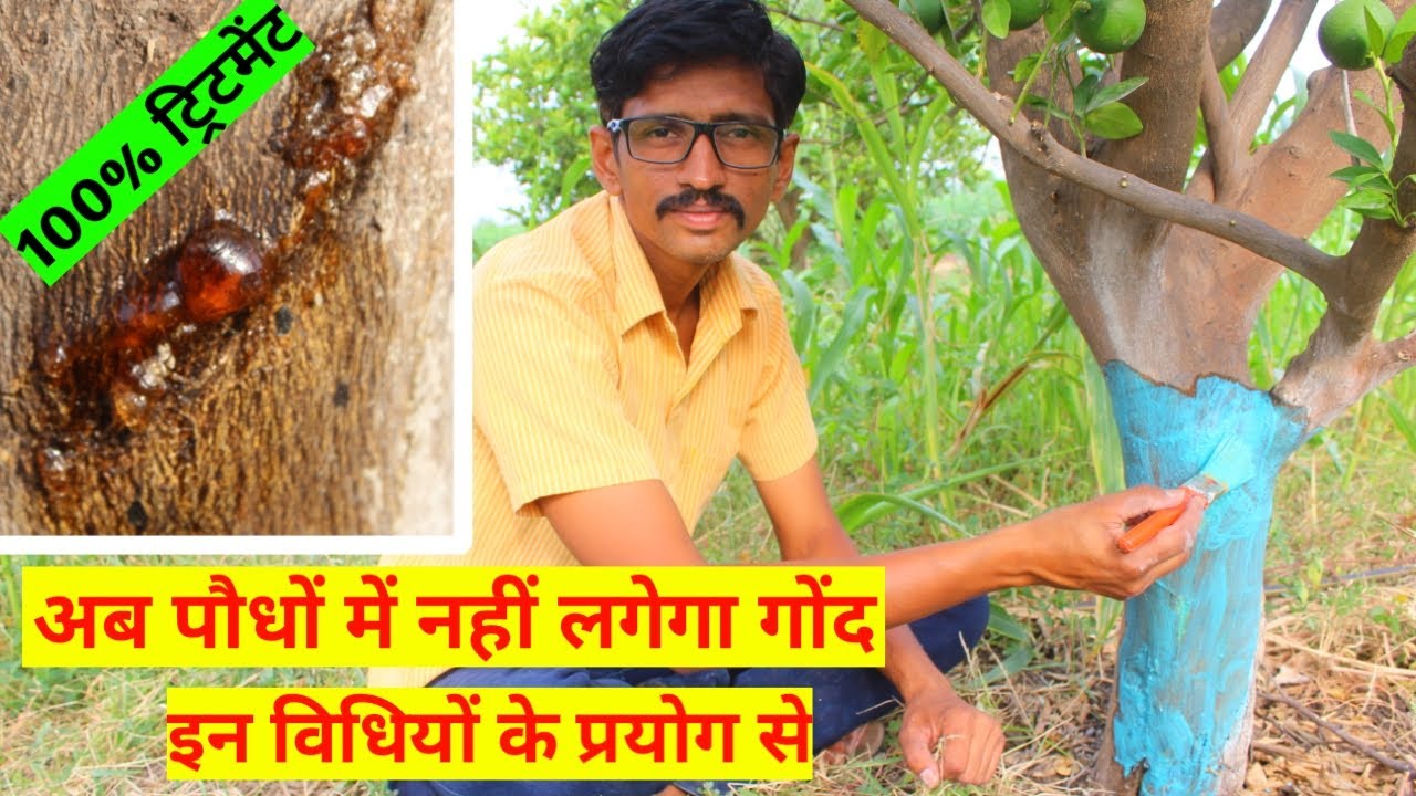 गोंद निकलना (गमोसिस) का अचूक इलाज | How to Treat Gummosis |