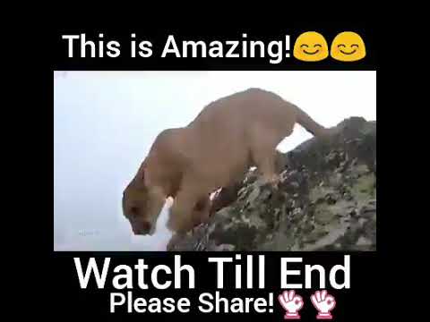Dekho Kaise Maa Ne Apne Bache Ko Bachaya