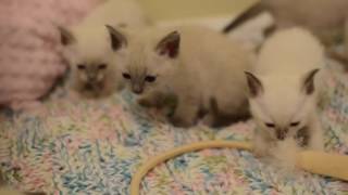 Siamese Kittens For Sale--Nashville, Tennessee--Applehead Traditional Kittens