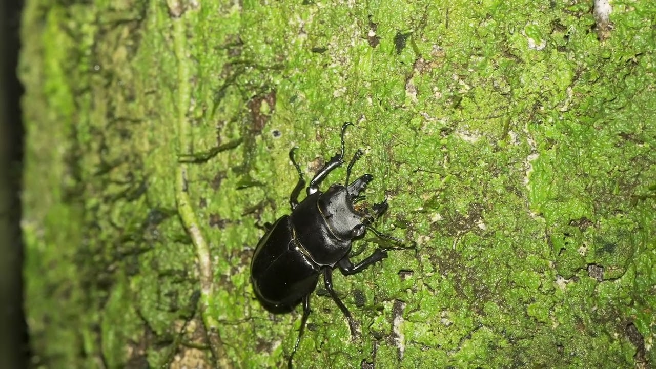 特別な甲虫アマミマルバネクワガタ Stag beetle 奄美大島 - YouTube