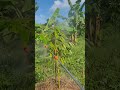 Phun dinh dưỡng cho cây mới trồng #netzero #farming #durian #organic