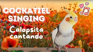 Happy Parrot Cockatiel Singing Training | Sultan papağanı şarkı söylüyor | Calopsita cantando