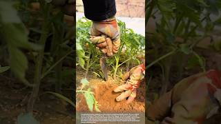 High Quality Tomato Cultivation Techniques