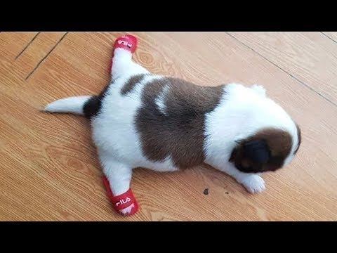 😍 Adorable Tik Tok Pets Guaranteed to Make Your Day Better - YouTube
