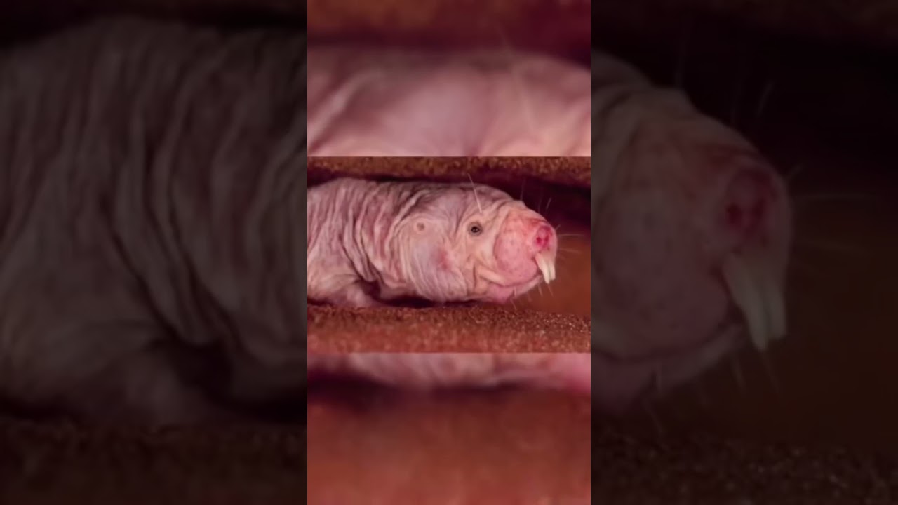 No one knows what it is😂✋🏻🔞🐛#recommended #relationship #relationshipgoals #boyfriend #fyp #girl