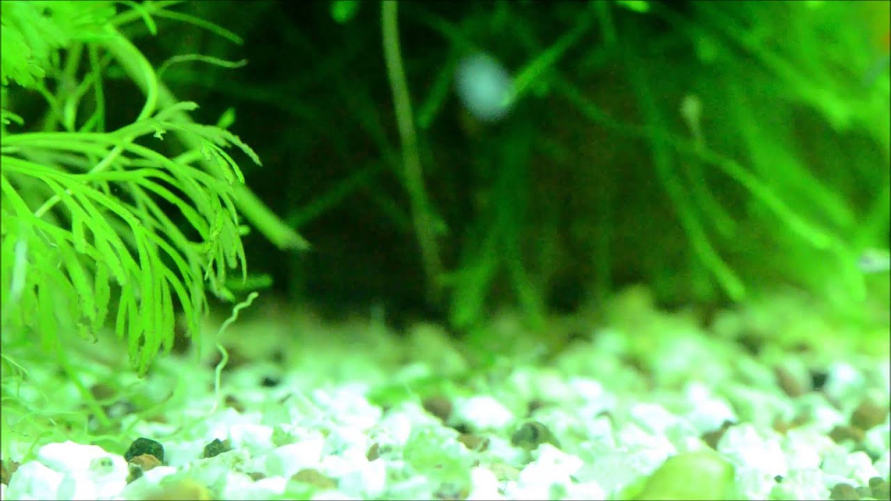 Alevins Apistogramma cacatuoides