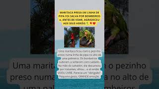 BOMBEIROS SALVAM MARITACA PRESA EM LINHA DE PIPA