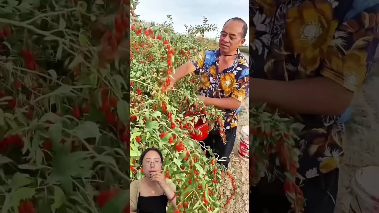 Harvesting Goji berries: nutrient-rich tonic fruit for liver health, eye care, and dietary wellness