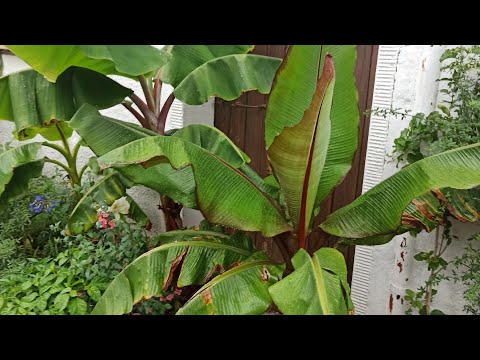 Bananenblätter verbrannt? Das steckt nach dem Rausstellen dahinter