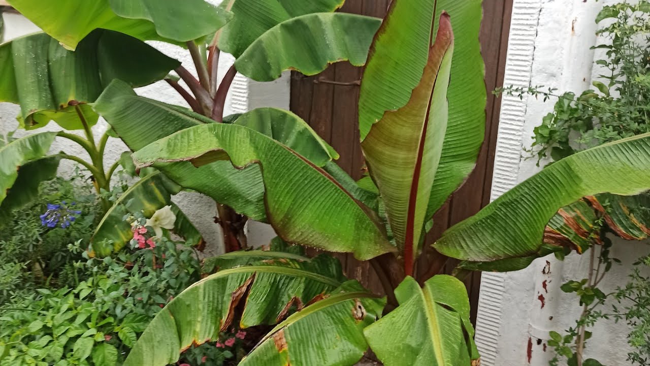 Bananenblätter verbrannt? Das steckt nach dem Rausstellen dahinter