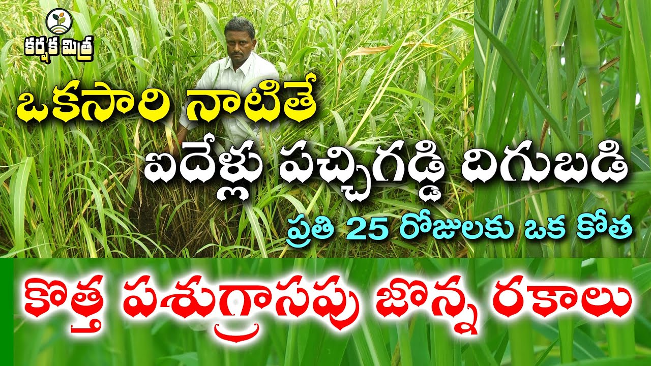 నూతన దుబ్బు జొన్న పశుగ్రాసాలు || ప్రతి 25 రోజులకు కోత || Multicut Fodder Sorghum || Karshaka Mitra