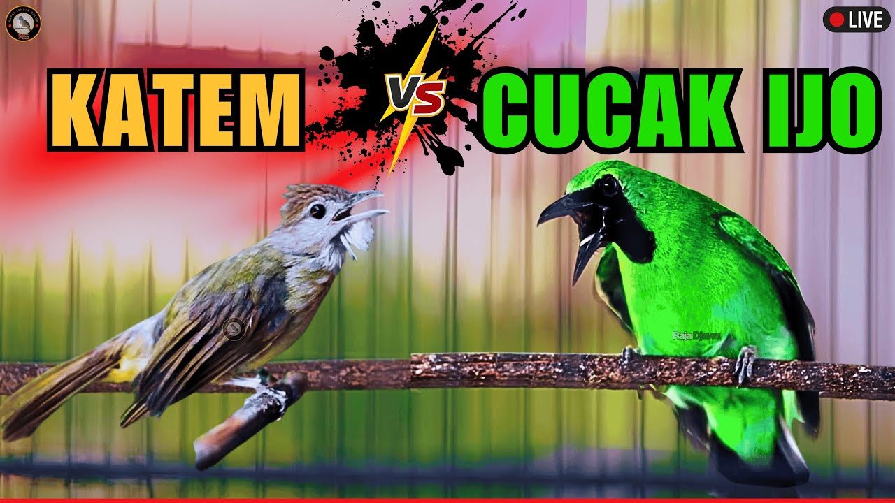 MASTERAN FULL TEMBAKAN CEPAT MASUK‼️CUCAK IJO - KAPAS TEMBAK - CUCAK CUNGKOK SEMUA BURUNG KICAU