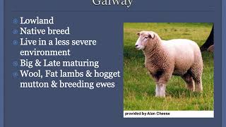 Sheep 1 Breeds