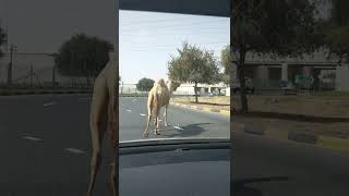 camel on the road | Dubai UAE screenshot 3