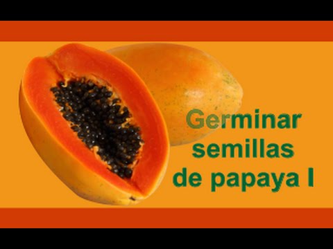 Para que sirven las pepas de papaya