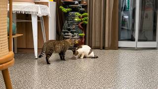 The Stray Cat Who Often Came for Water Brought His Kitten!