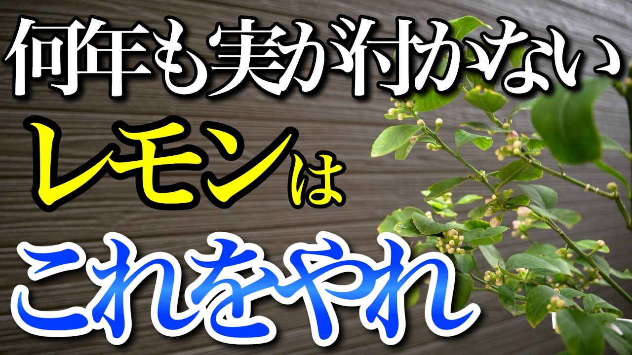 Lemons] If you've been growing lemons for years but they're not