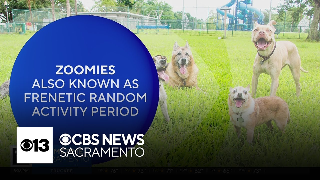Why Do Dogs Get The Zoomies The Answer YouTube why-do-dogs-get-the-zoomies-the-answer-youtube