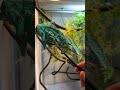 飼い主と遊びたいカメレオンが可愛すぎる！ #shorts #爬虫類 #reptiles #chameleon #ふじぴこ #カメレオン