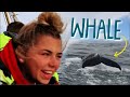 Whale Watching In Iceland | Adventures By Disney Iceland Day 4