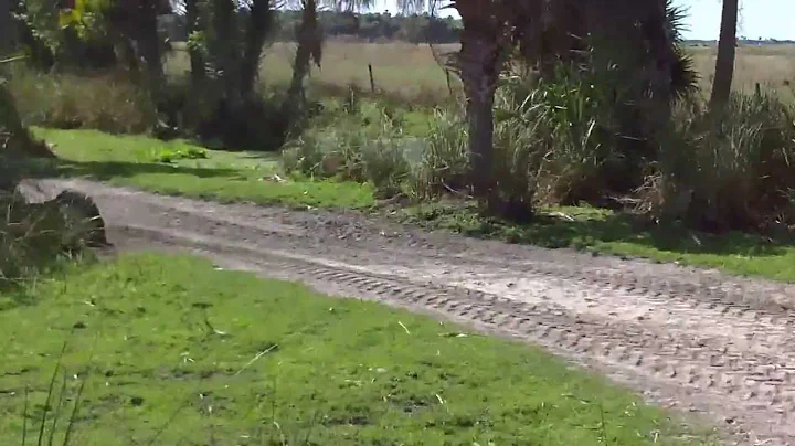 Wild Boar Hunting in Okeechobee Florida. - Knife