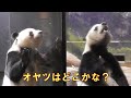 1/10シャオシャオレイレイおやつを探せ！ガラス？木の上？giantpanda @tokyo 上野動物園