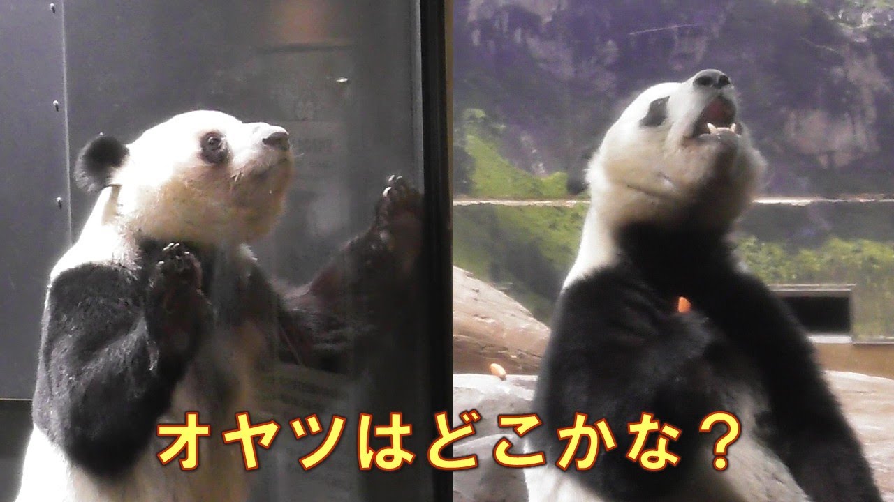 1/10シャオシャオレイレイおやつを探せ！ガラス？木の上？giantpanda @tokyo 上野動物園