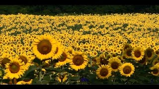 Forks of the River Wildlife Management Area Sunflower Fields