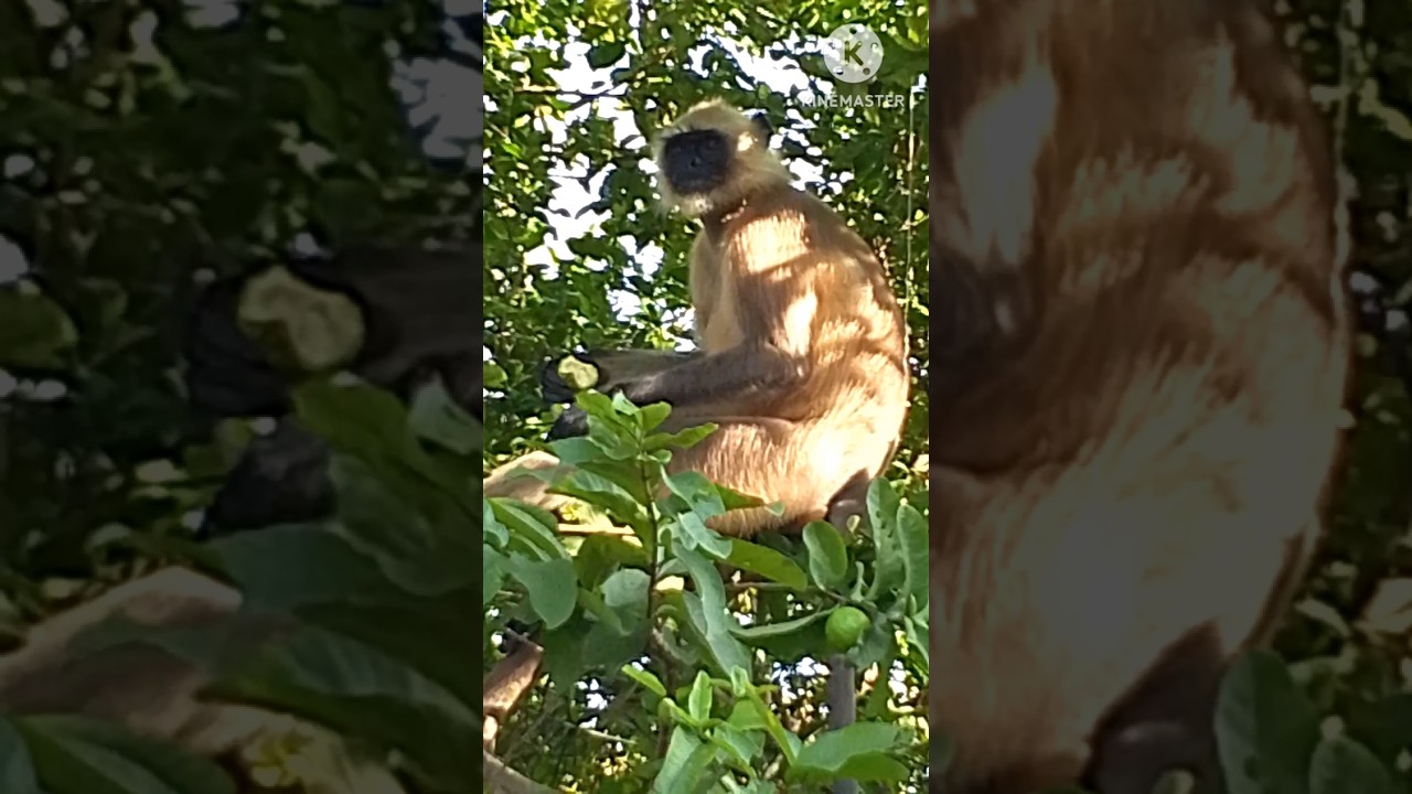 Monkey  eating  guava fruits