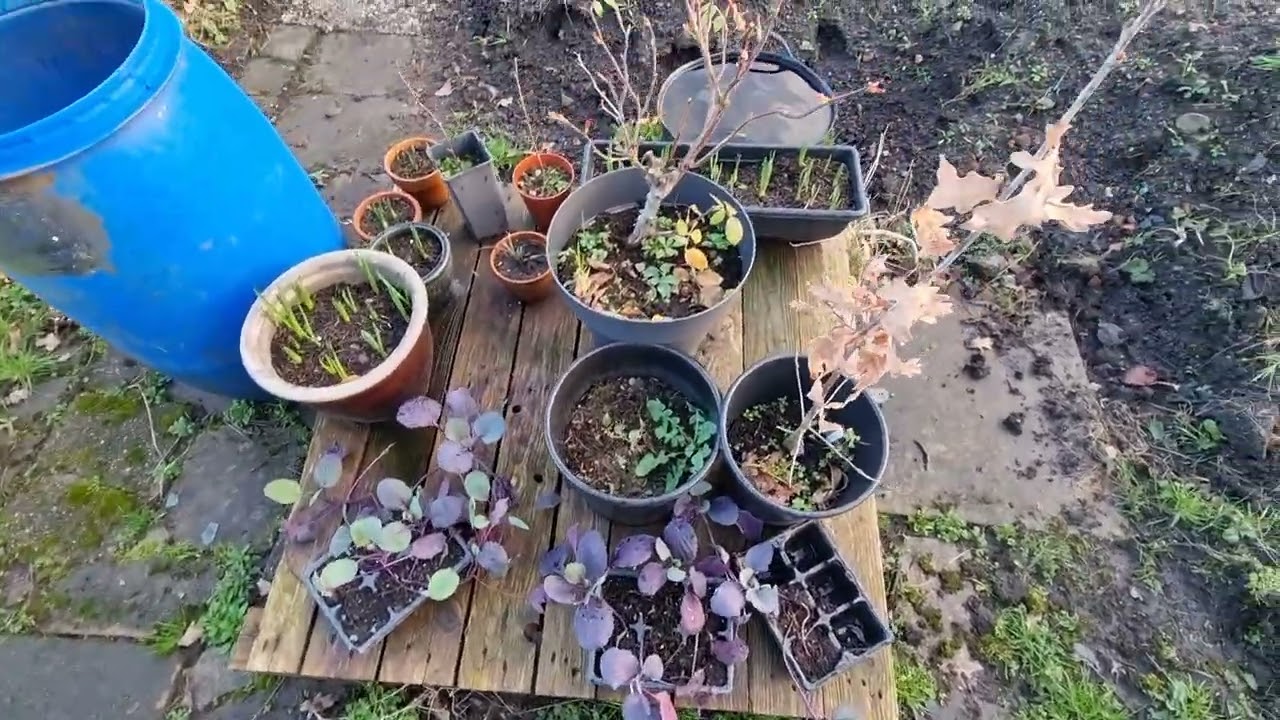 February Allotment look around.