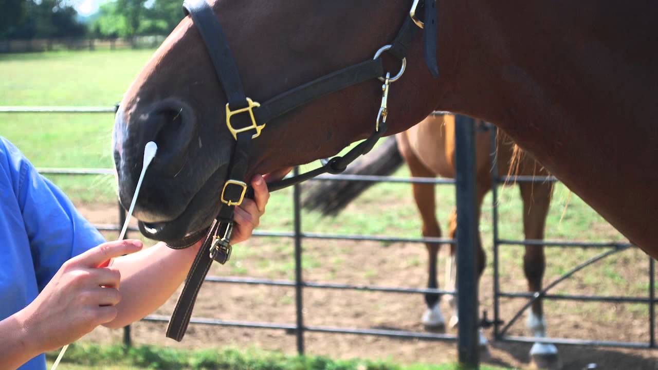 Equine Flu – How Do We Diagnose Equine Influenza At The Animal Health Trust Aht