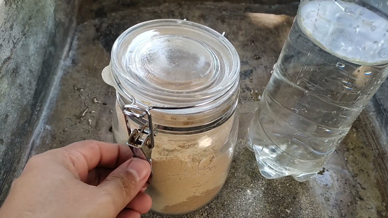 Como alimentar tu cultivo de dapnia para tener miles de organismos