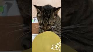 風船大好き