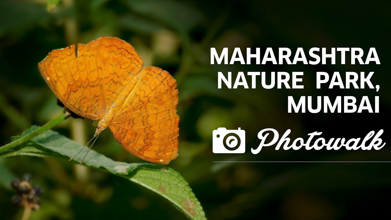 Maharashtra Nature Park Mumbai Maharashtra Maharashtra Nature Park Mumbai Maharashtra