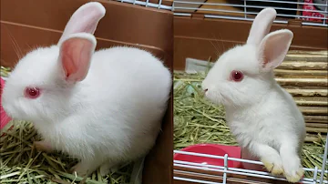 白ウザギ