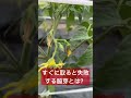 すぐに取らない方が良い脇芽。